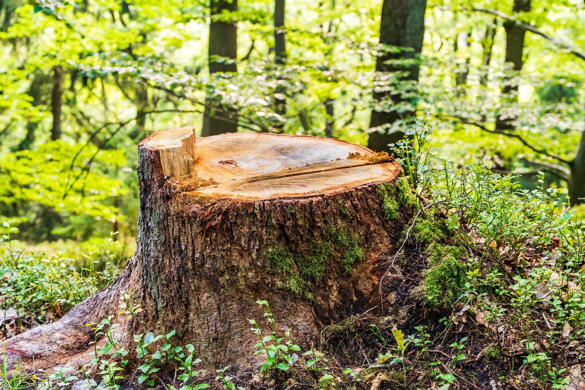 A tree stump surrounded by lush greenery in a sunlit forest, evoking nature and growth.