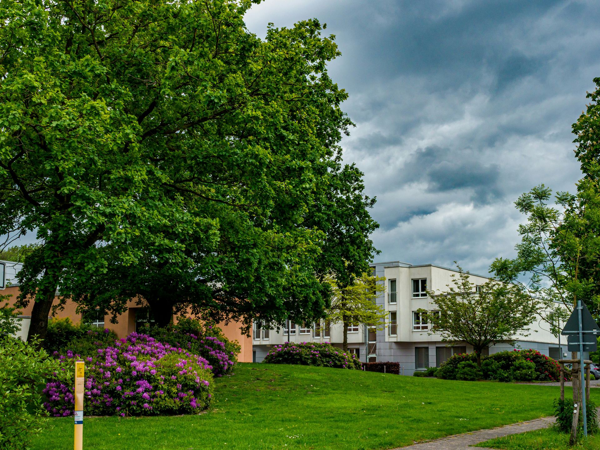 Green tree, purple flowers, and modern buildings under cloudy sky.