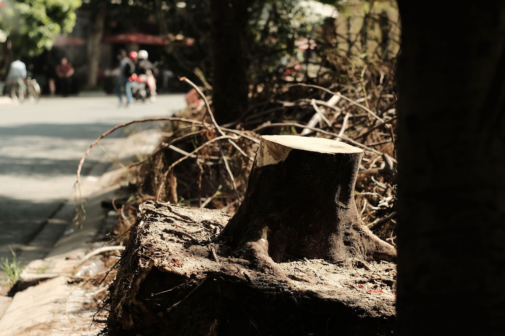 A tree stump on a sunny roadside, with people in the background on a blurred street.