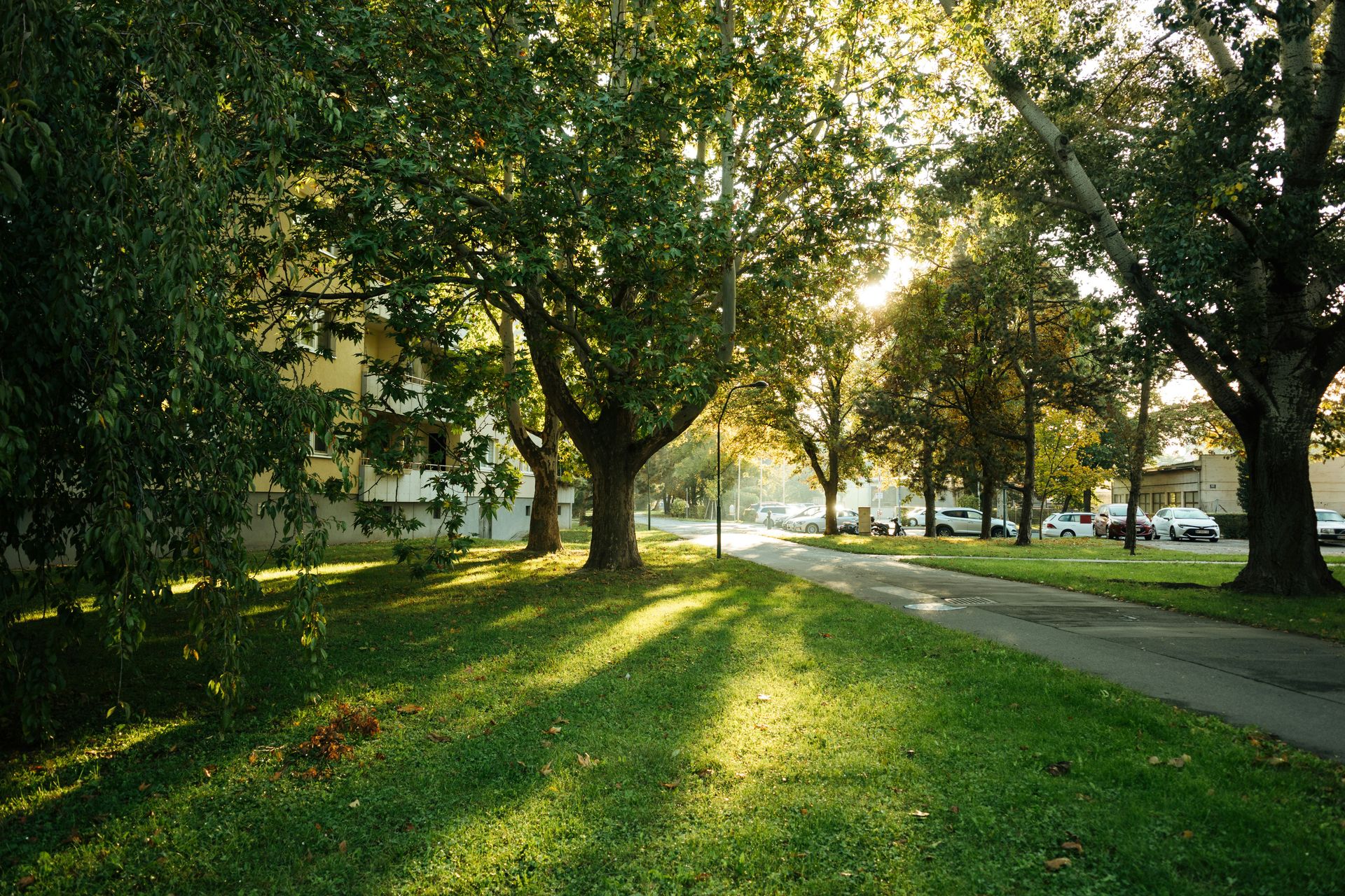 Sunlight streams through trees onto a grassy path.